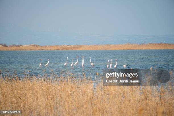 pink flamingos of the ebro delta - ebro river stock-fotos und bilder