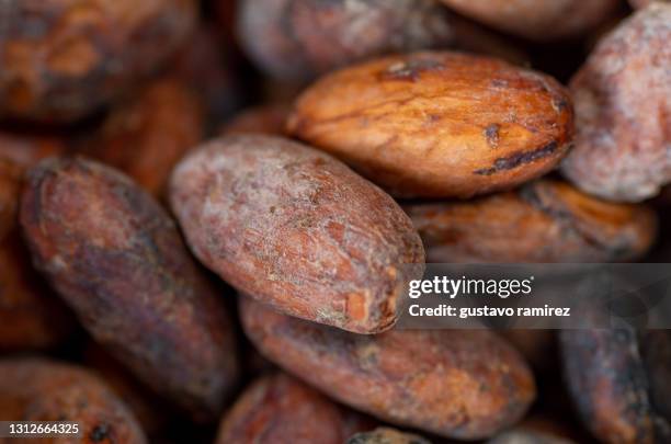 cocoa fruits beans - cocoa beans foto e immagini stock