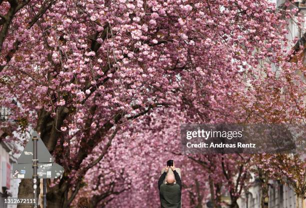 Member of the public takes a picture on their mobile phone of Cherry blossom trees in the Old Town on April 15, 2021 in Bonn, Germany. With the...