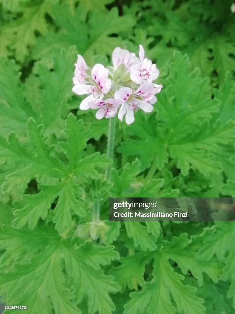 Pink flowers surrounded of green leaves of Pelargonium graveolens or rose geranium, sweet scented geranium, old fashion rose geranium and rose-scent geranium.