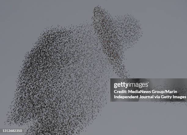 Murmuration of starlings flies over the Terra Linda neighborhood of San Rafael, Calif. On Tuesday, Dec. 29, 2020.