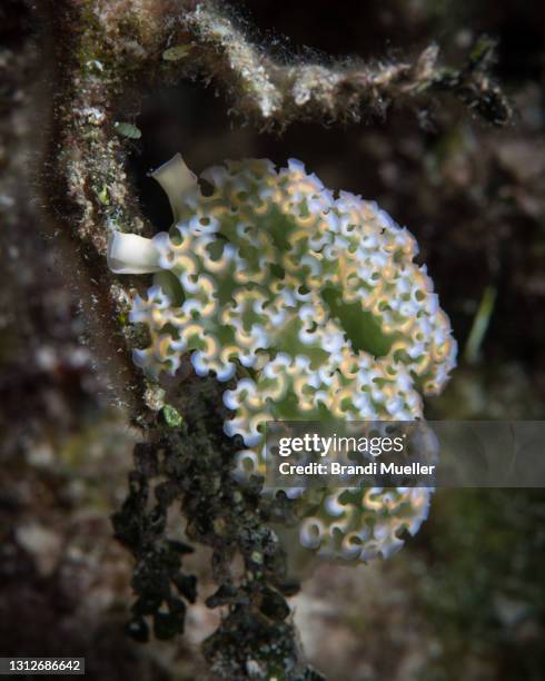 lettuce leaf sea slug underwater in the bahamas - lettuce sea slug stock pictures, royalty-free photos & images