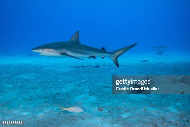 gray reef shark underwater in the bahamas - requin dagsit photos et images de collection