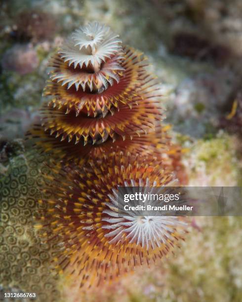 christmas tree worm underwater in the bahamas - tube worm stock pictures, royalty-free photos & images