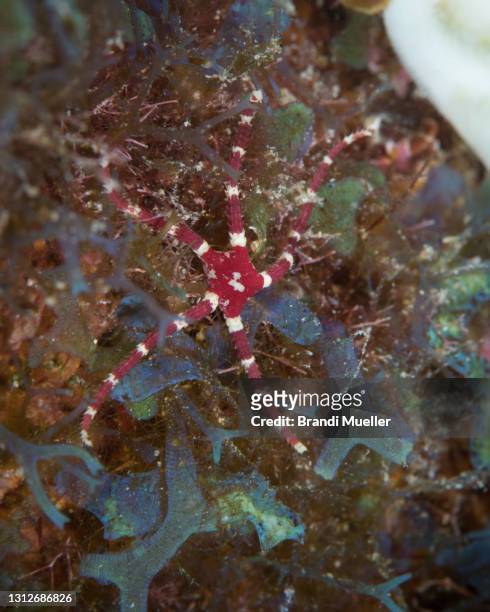 brittle star underwater in roatan, honduras - ophiotrix spiculata fotografías e imágenes de stock