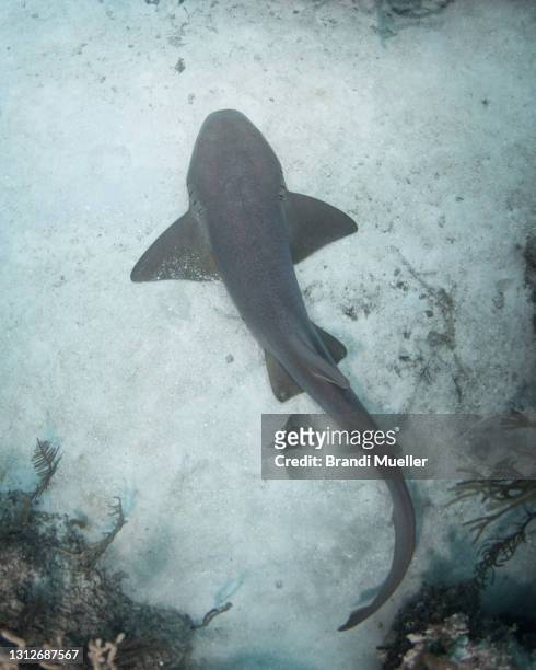 nurse shark underwater in the bahamas - nurse shark stockfoto's en -beelden