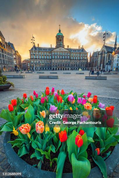 tulips in amsterdam dam square at sunset - dam square stock pictures, royalty-free photos & images