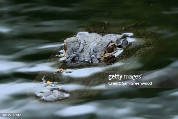 Aligator Rbc Alligator Island Photos and Premium High Res Pictures - Getty Images