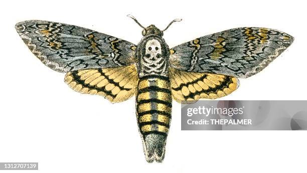 death's-head hawkmoth engraving 1872 - moth stock illustrations