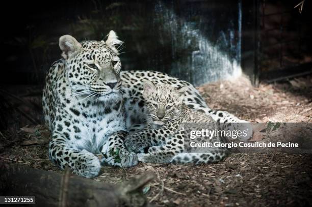 Two-month-old Persian leopard cub rests with his mother at the Bioparco on November 3, 2011 in Rome, Italy. The Persian leopard's habitiat is in the...