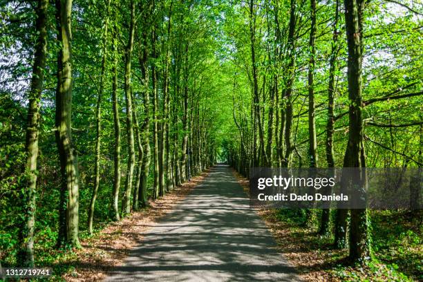 long walk alley - sept bildbanksfoton och bilder