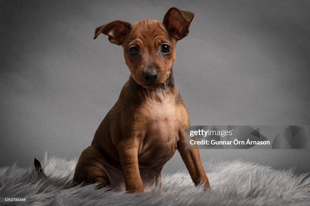 Miniature pinscher