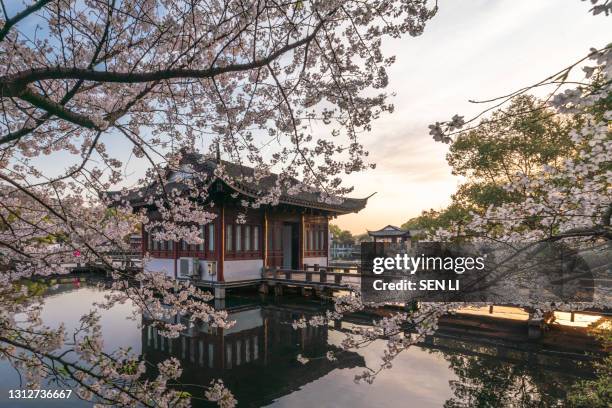 spring cherry blossom scenery at hangzhou west lake under the sunlight, hangzhou, china - west lake hangzhou fotografías e imágenes de stock