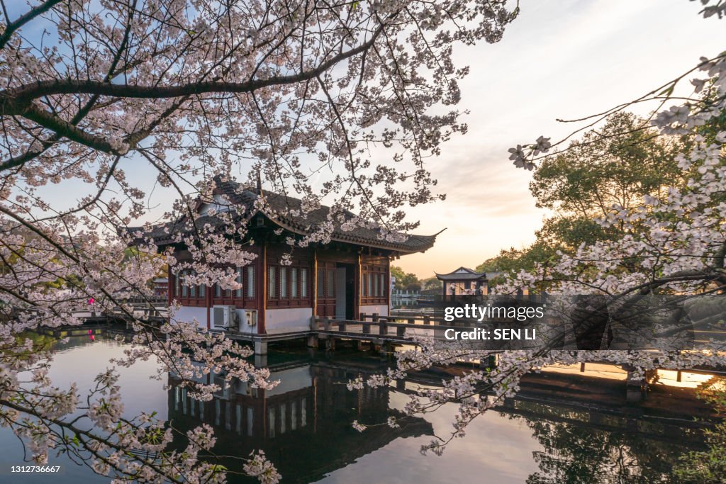 Spring cherry blossom scenery at Hangzhou West Lake under the sunlight, Hangzhou, China