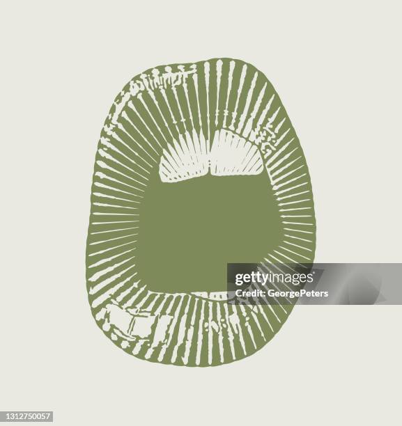 vector engraving of open mouth singing and talking - lips talking stock illustrations