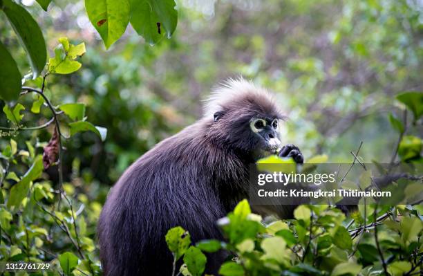 the dusky leaf monkey. - leaf monkey stock pictures, royalty-free photos & images