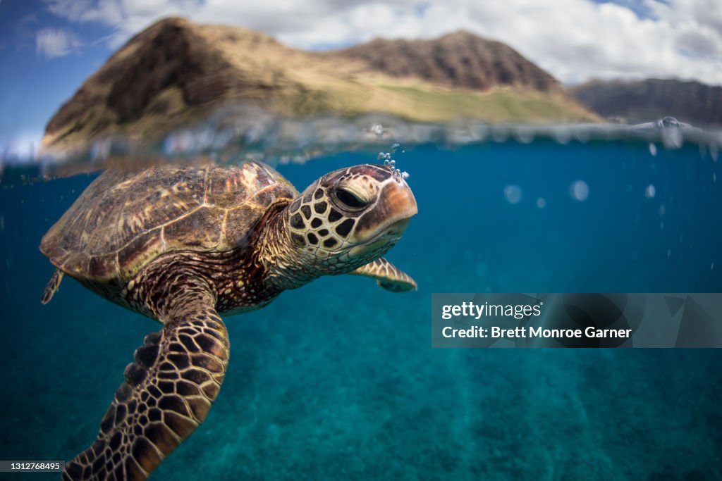 A green sea turtle