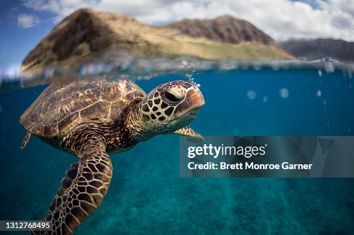 A green sea turtle A green sea turtle