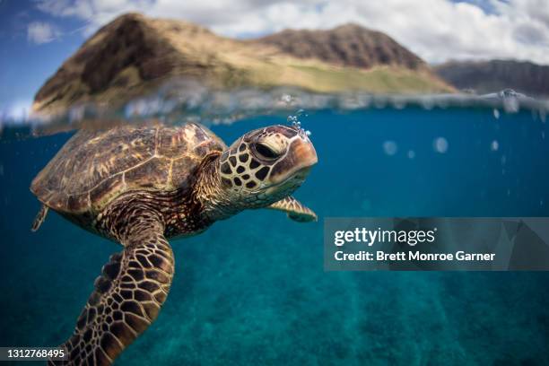 a green sea turtle - great barrier reef marine park stockfoto's en -beelden