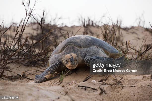 sea turtle returns to the sea - burying stock pictures, royalty-free photos & images