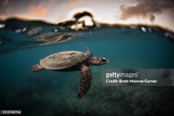 a hawksbill sea turtle at sunset - hawksbill turtle fotografías e imágenes de stock