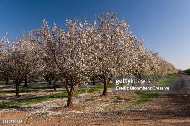 almond trees in bloom - almond orchard stock pictures, royalty-free photos & images