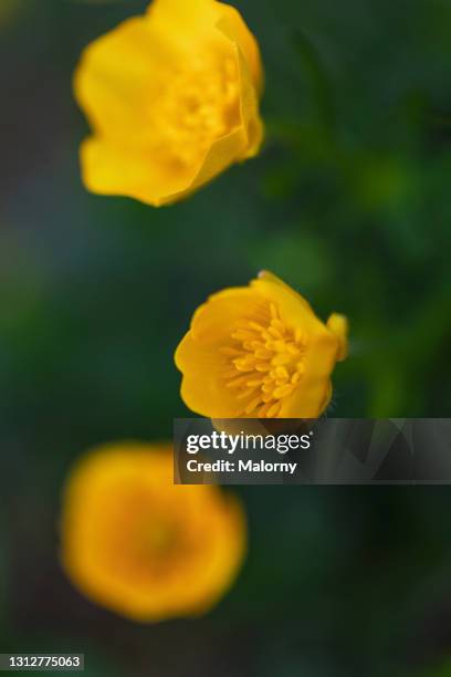 close-up of yellow buttercups. - buttercup - fotografias e filmes do acervo