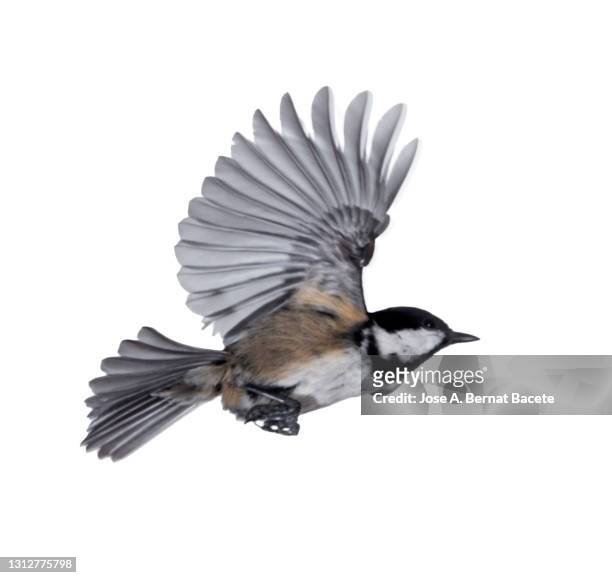 close-up of tannenmeise (periparus ater) coal tit, in flight on a white background. - flapping wings stock pictures, royalty-free photos & images