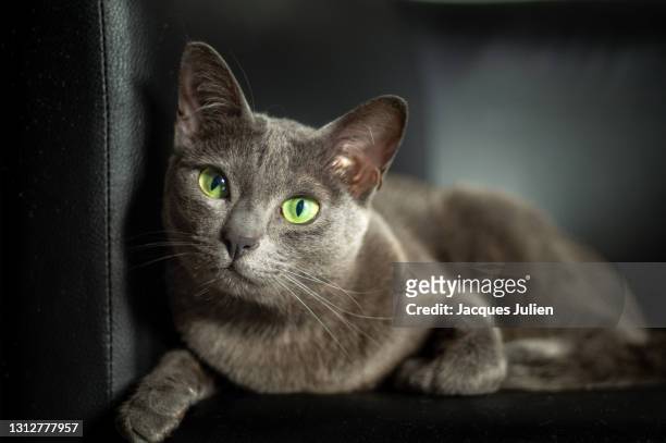 cute grey kitten posing - russian blue cat stock pictures, royalty-free photos & images