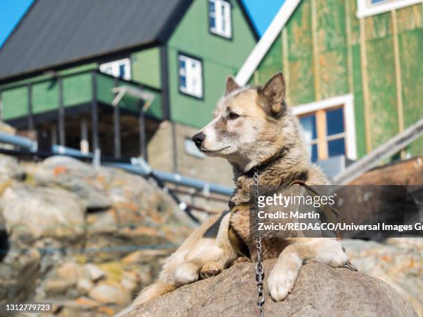 sled dogs, uummannaq, greenland. - umanak photos et images de collection