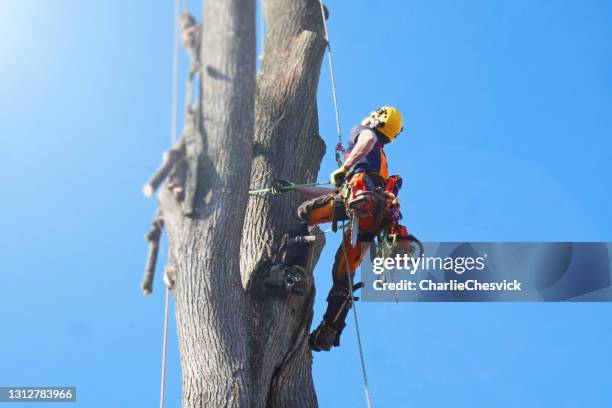 74 Tree Rigging Rope Stock Photos, High-Res Pictures, and Images ...