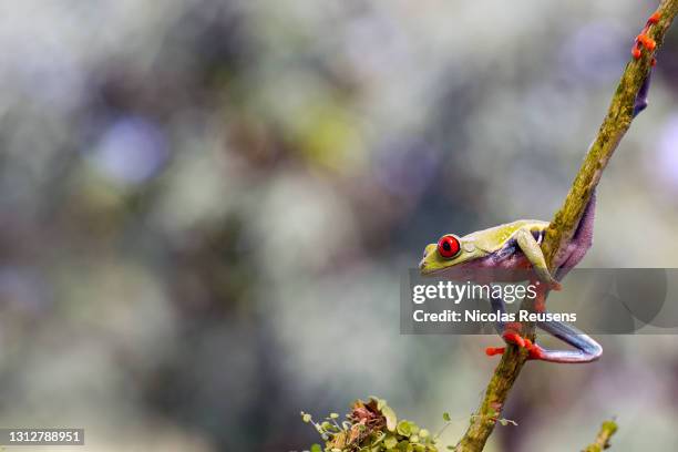 agalychnis callidryas - sarapiquí stock-fotos und bilder