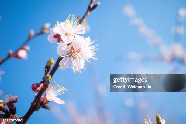 apricot blossom - abricoteiro - fotografias e filmes do acervo