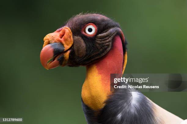 king vulture (sarcoramphus papa) - costa rica wildlife stock pictures, royalty-free photos & images