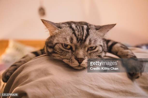 adorable shorthair cat lying on front in bed looking bored - portrait chantier stock-fotos und bilder