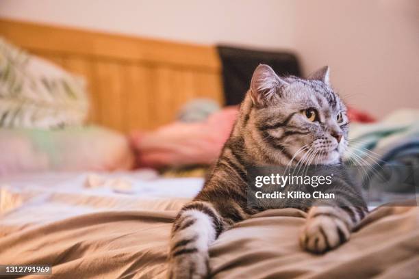 cute shorthair cat lying on bed staring at something - territory fotografías e imágenes de stock