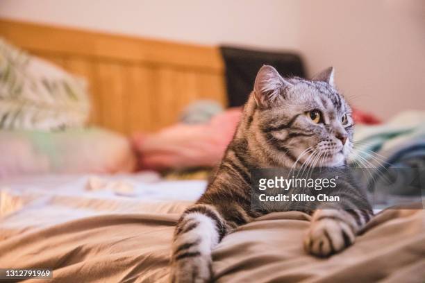cute shorthair cat lying on bed staring at something - territory foto e immagini stock