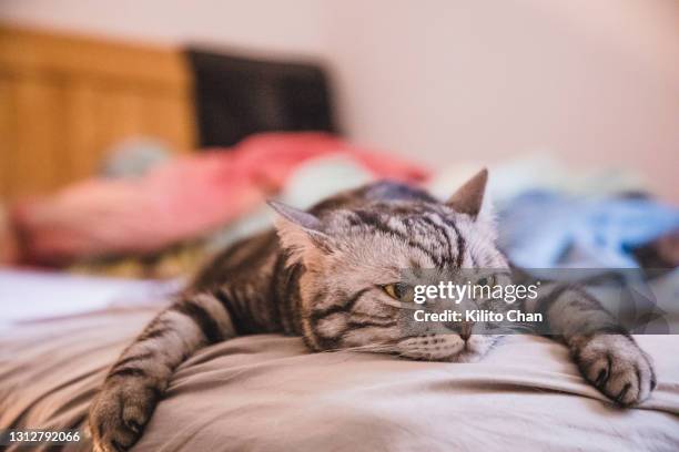 adorable shorthair cat lying on front in bed looking bored - portrait chantier stock-fotos und bilder