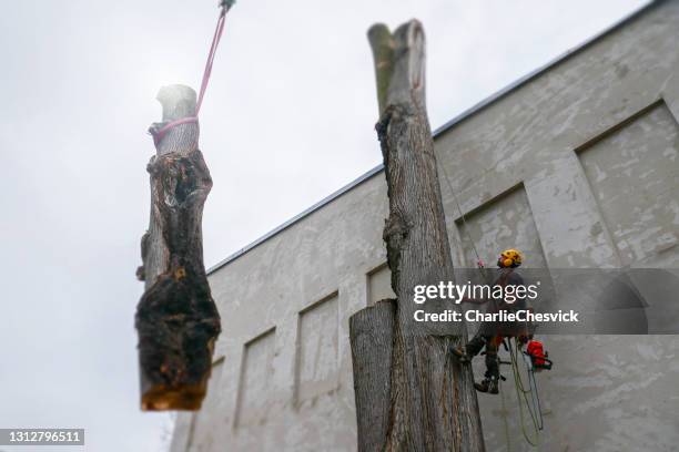 Tree Rigging Rope Photos and Premium High Res Pictures - Getty Images