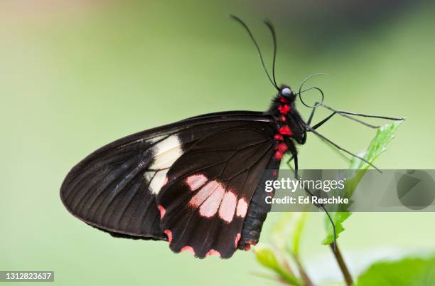 coiled proboscis for extracting nectar in the lysander cattleheart butterfly (parides lysander) - 吻 ストックフォトと画像