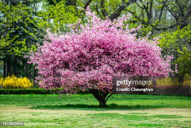 malus halliana koehne flower - apple blossom tree fotografías e imágenes de stock