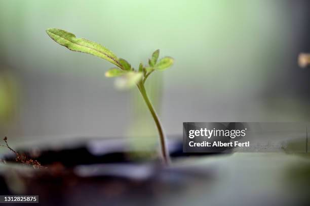 junge tomatenpflanze - seeding stock-fotos und bilder