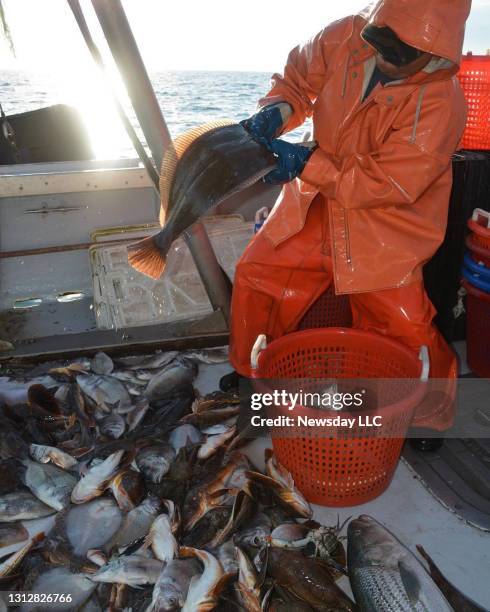 Commercial fisherman sorts fluke from his catch of fish, including sea robins, on the Long Island Sound in Long Island, New York, on August 30, 2017.