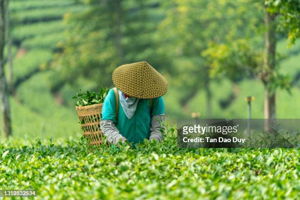 tea farmer (conical leaf hat) harvesting at a bao loc tea farm (đồi chè bảo lộc) - 8k resolution - - asian style conical hat stock pictures, royalty-free photos & images