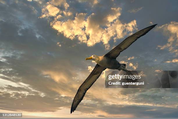 waved albatross flying at galapagos islands - albatross stock pictures, royalty-free photos & images