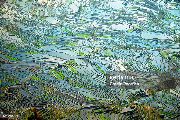 tiger-mouth village - rice paddy stock pictures, royalty-free photos & images