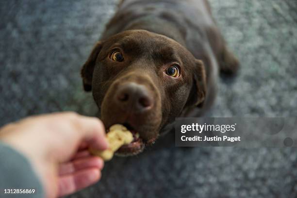 cute chocolate labrador dog taking a biscuit from its owner - dog food stock-fotos und bilder