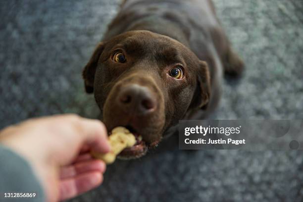 cute chocolate labrador dog taking a biscuit from its owner - persoonlijk perspectief stockfoto's en -beelden