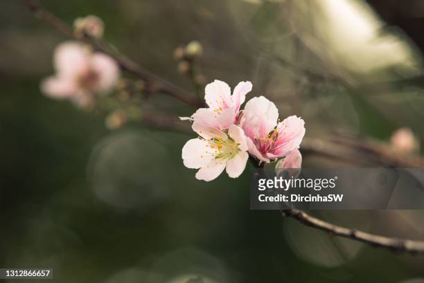 peach blossom. - 桃の花 ストックフォトと画像