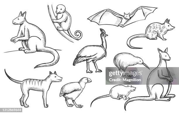 wild animals doodle set - cassowary stock illustrations